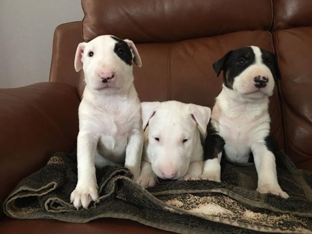Bull Terrier Inglês pirata/fulvo/tricolor/white e black brindle, machos e fêmeas!