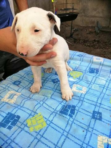 Bull Terrier Inglês pirata/fulvo/tricolor/white e black brindle, machos e fêmeas! - Foto 2