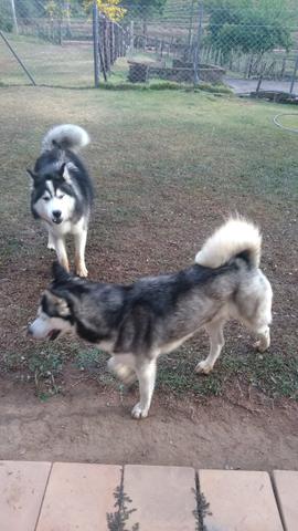 Husky Siberiano - Foto 6