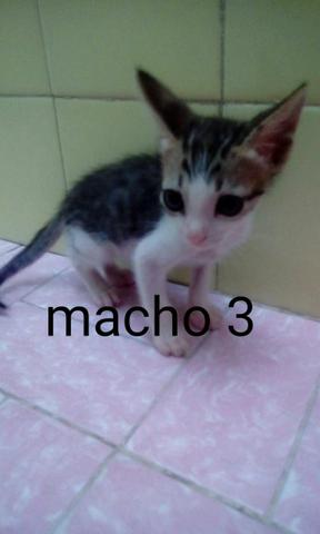 Doação de gatinhos - Foto 3
