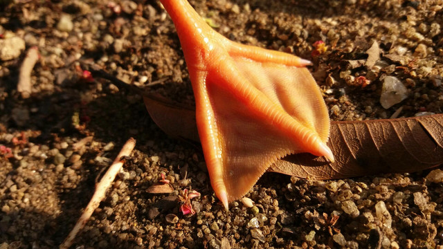 Gansos Bebezinhos Fofos - Foto 3
