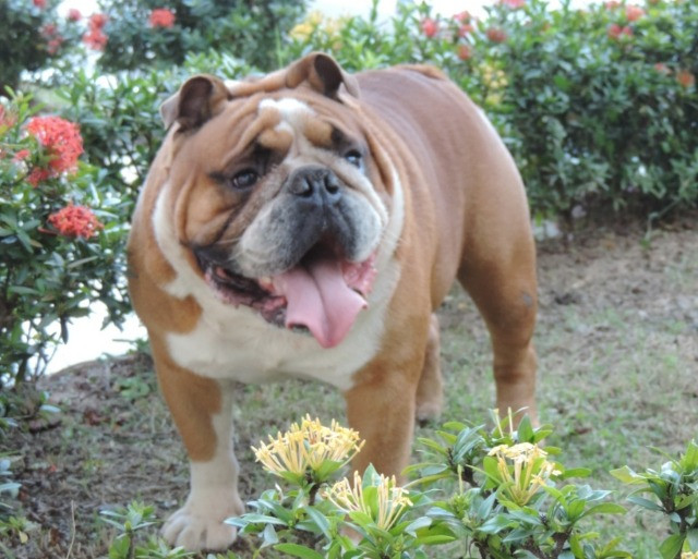 Bulldog Inglês Cobertura