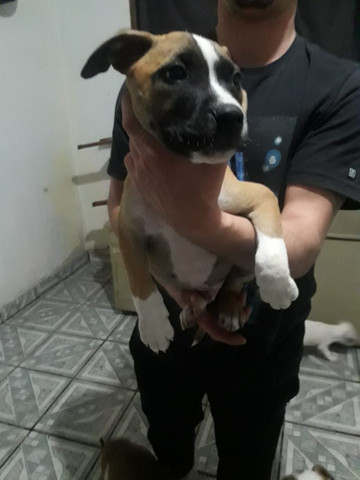 Vendo pitbull american macho