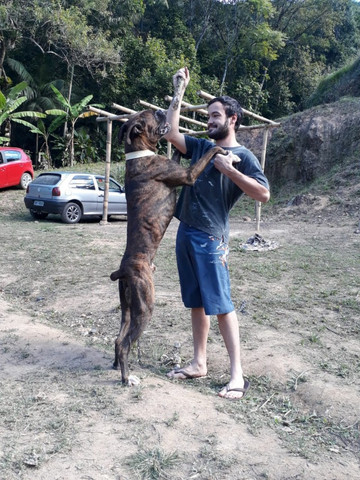 Procuro Boxer - Foto 4