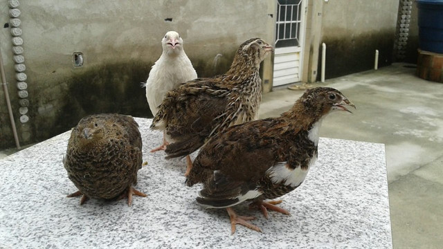 Ovos galado - Foto 2