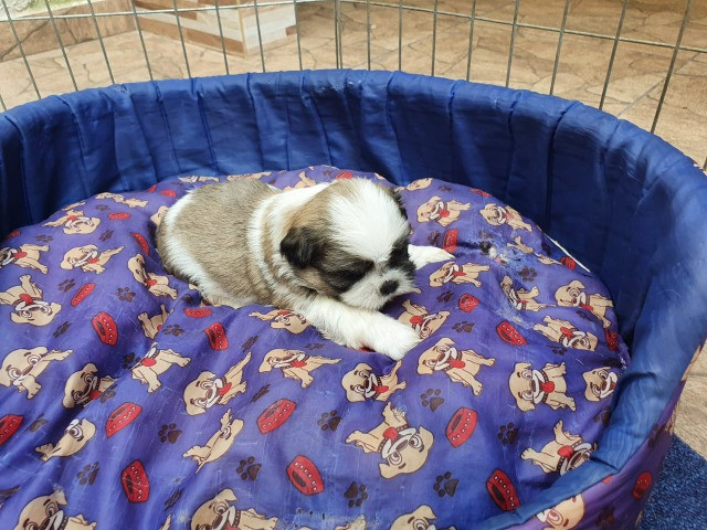 Shihtzu - Foto 2