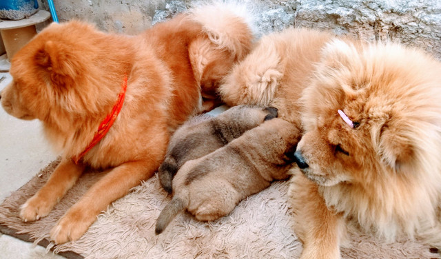 Chow chow - Foto 4