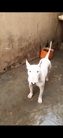 Filhotes, de Cachorro ?