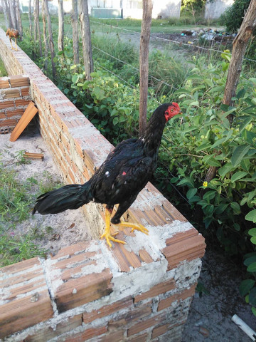 Vendo frago e galinhas - Foto 4