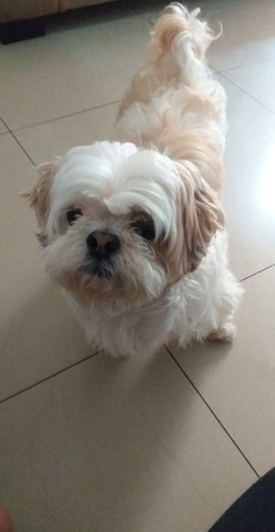 PROCURO UMA NAMORADA RAÇA ILHASA APSO!!! - Foto 2