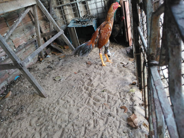 Vendo frago e galinhas - Foto 3