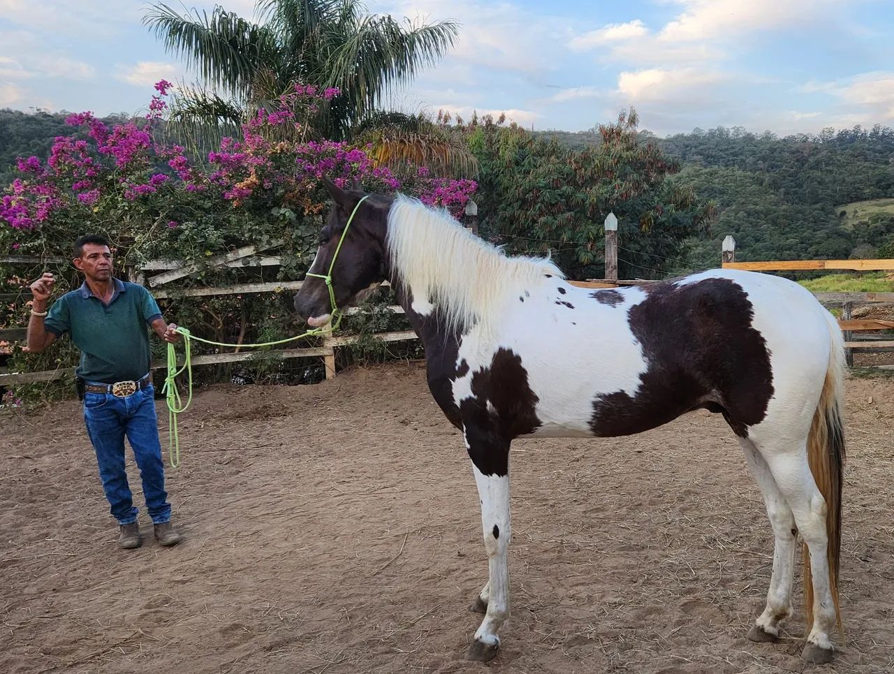 Lindo Potro Mangalarga Pampa - Foto 6