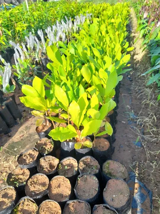 Mudas frutíferas  - Foto 2