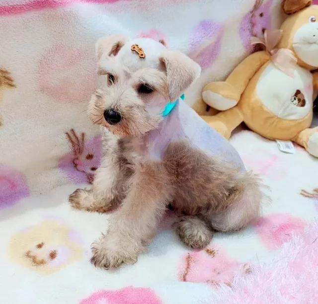 Mini best sale schnauzer olx