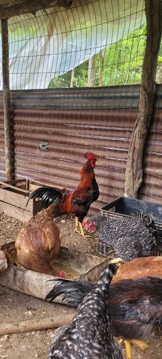 Ovos galados de galinha caipira  - Foto 6