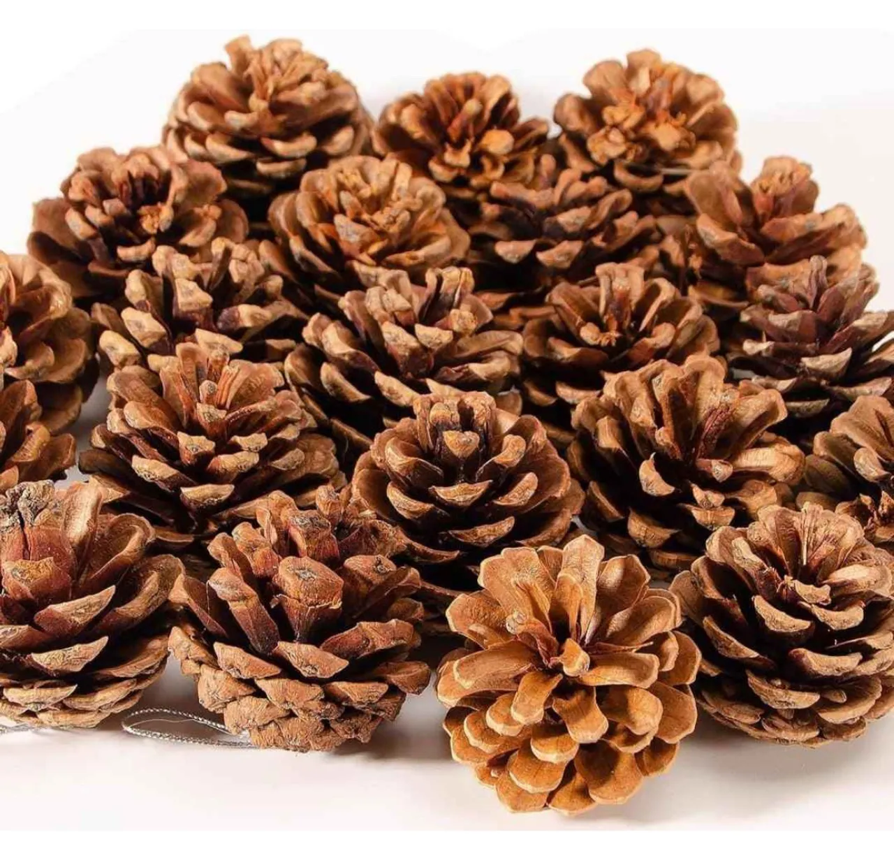Pinha Natural para Decoração de Natal (12 Unidades)