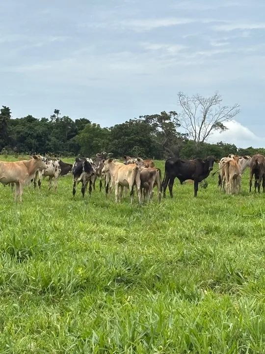 16 Bezerros Anelorado (Bonfinopolis) - Foto 4