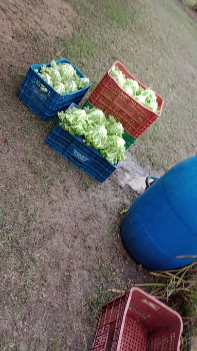 Alface direto da roça ( 100% orgânico)