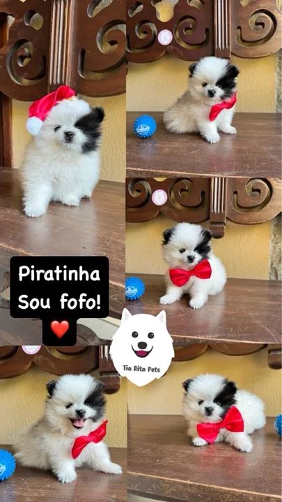 Lindos filhotes @tiaritapets - Foto 5