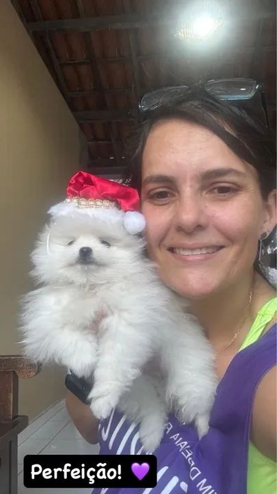 Lindos filhotes @tiaritapets