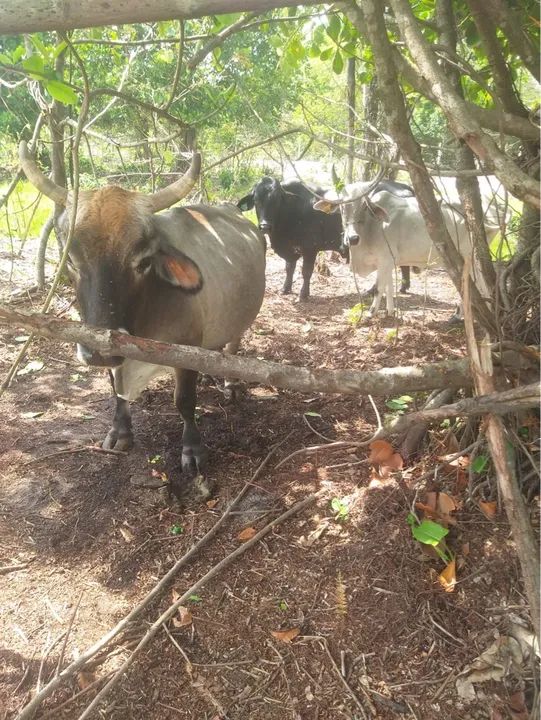 Três mini vacas para venda e um mini touro  - Foto 2