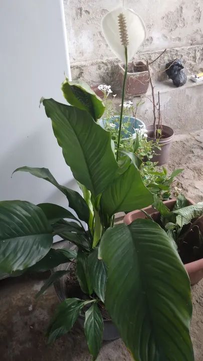 Planta Paz, Bela e Saudável