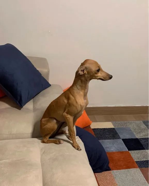 Galgo italiano fêmea - Foto 2