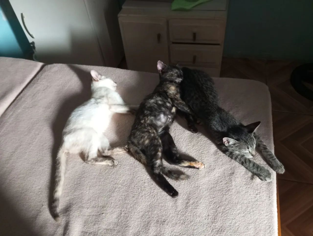 Três gatinhos fofinhos para adoção