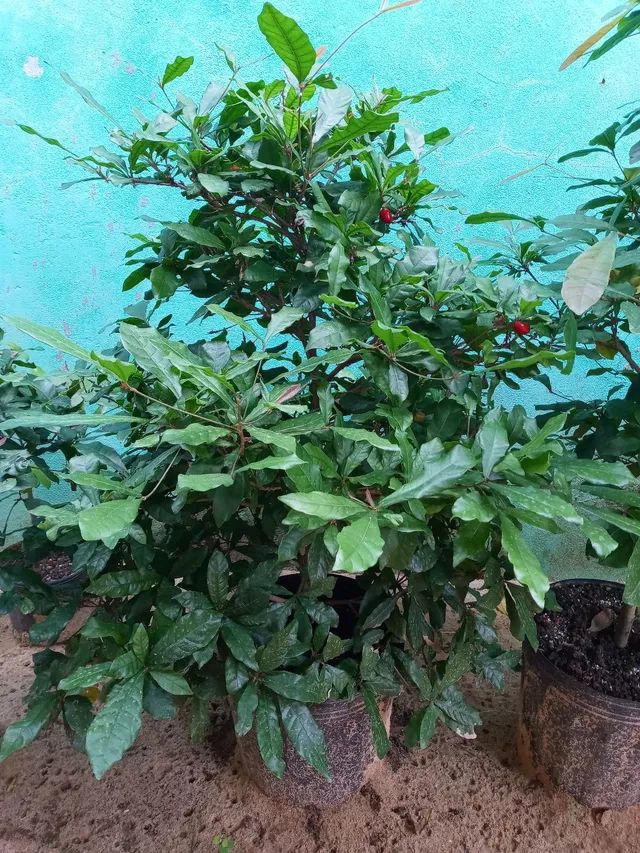 Fruta do milagre