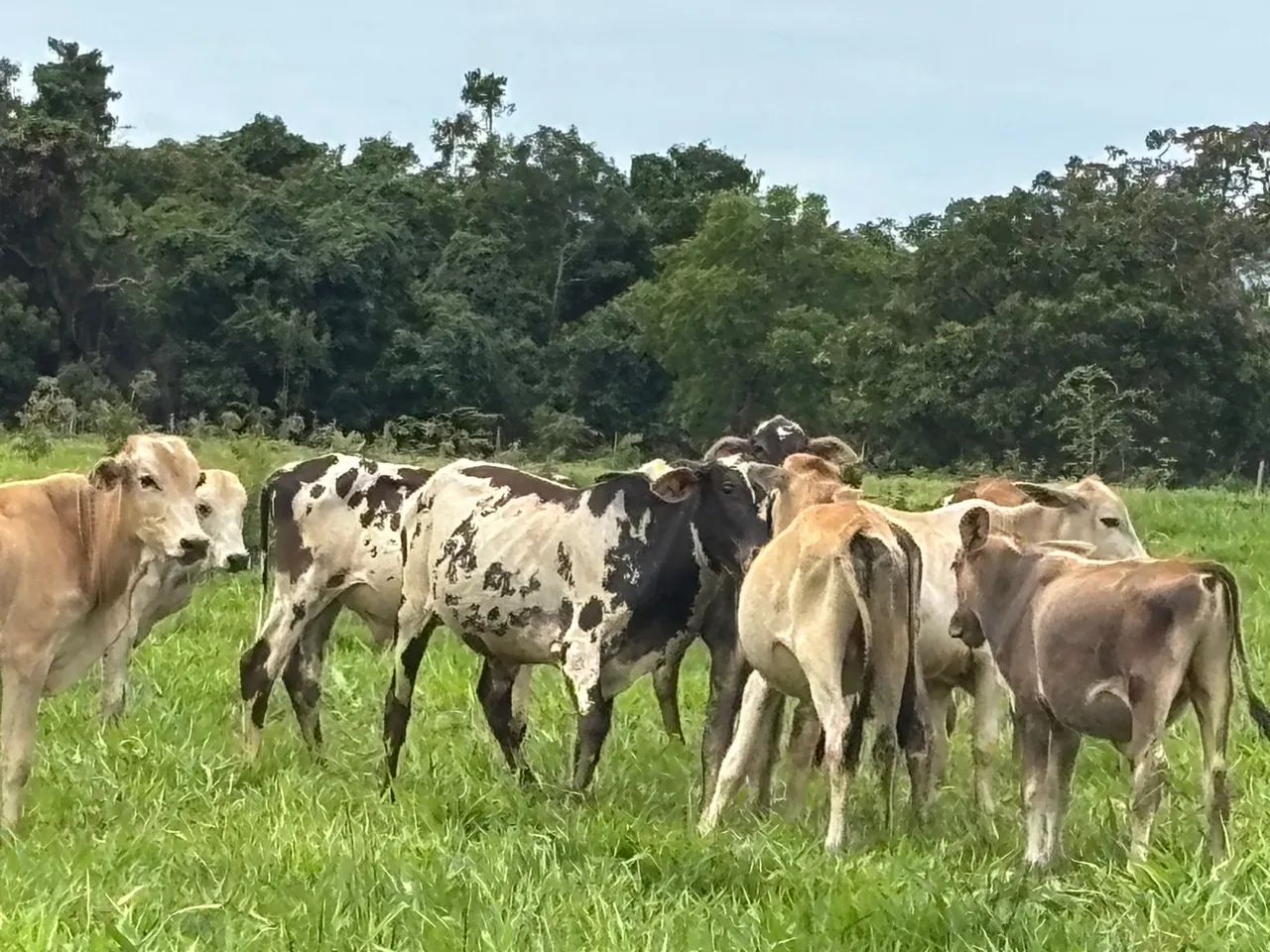 16 Bezerros Anelorado (Bonfinopolis) - Foto 5