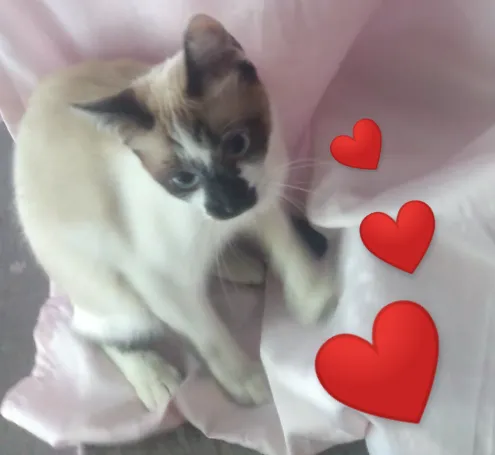 Gatinha