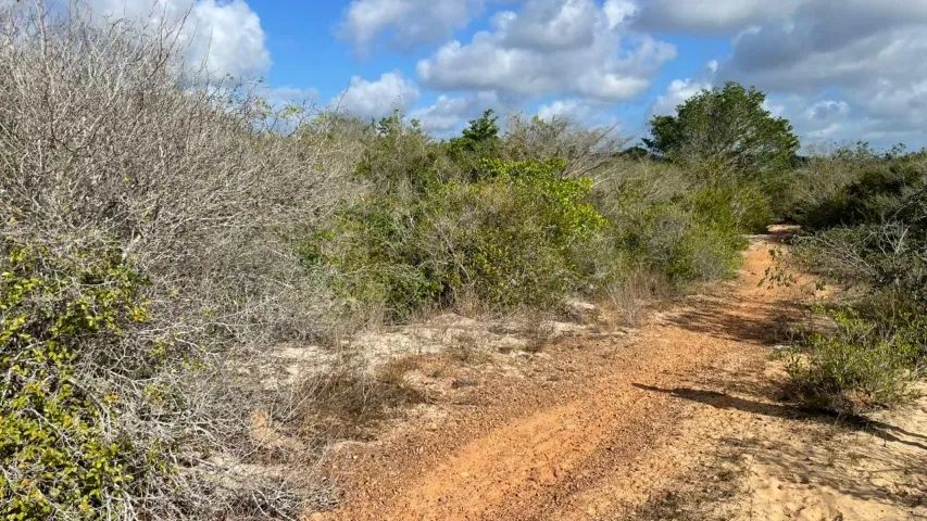Foto - Nísia Floresta - 