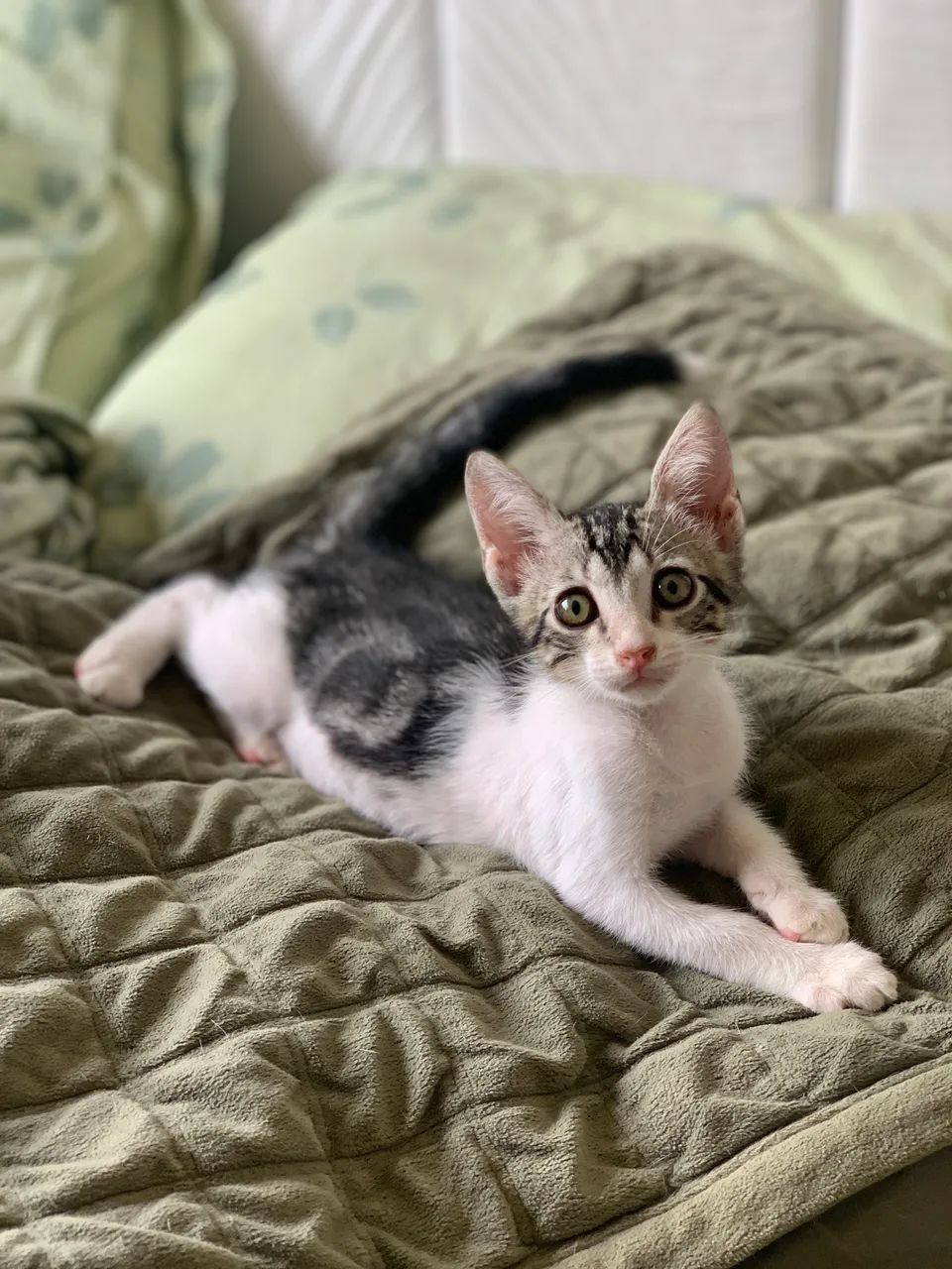 Adoção gatos filhotes - Foto 4