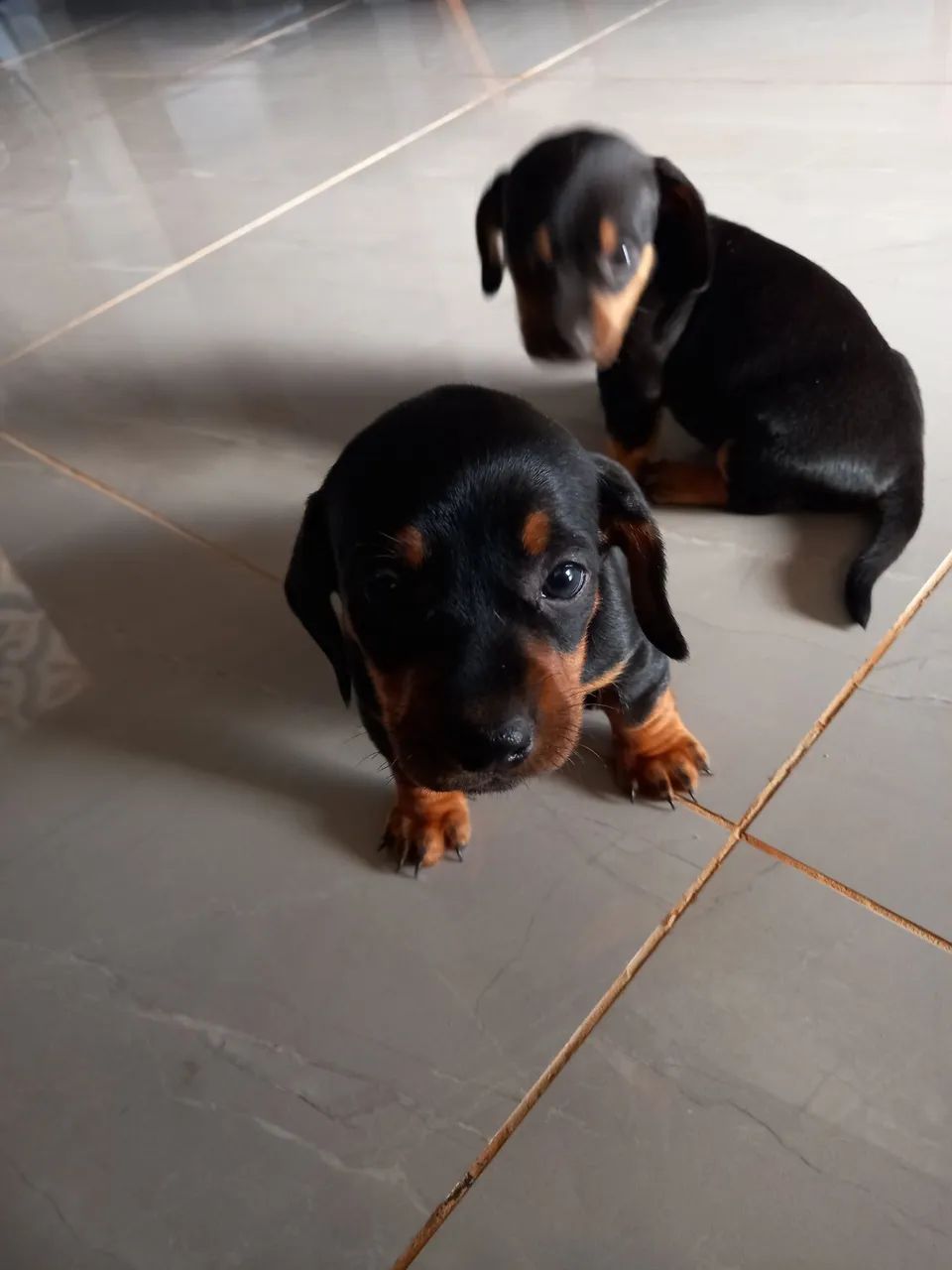 Basset femea e macho  disponiveis - Foto 2