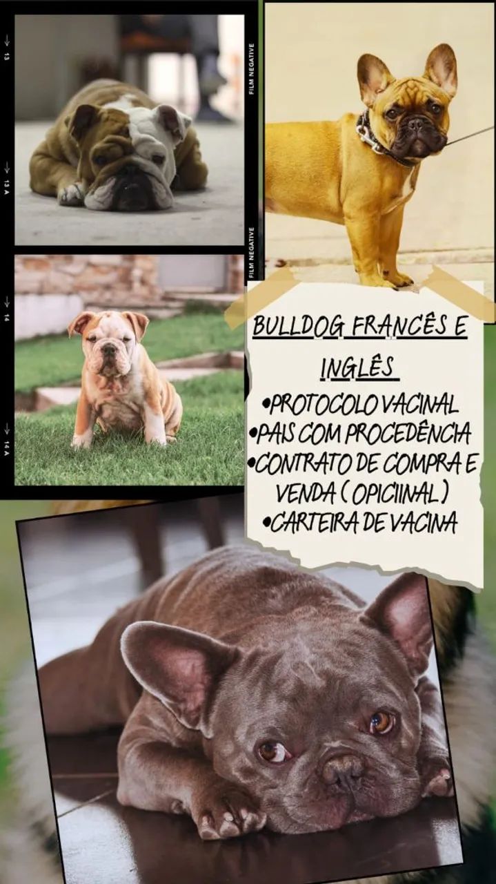 Filhotes de Bulldog Francês e Inglês