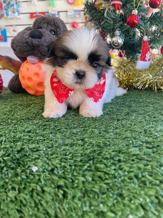 Shih tzu macho tricolor mini $980,00 - Foto 3