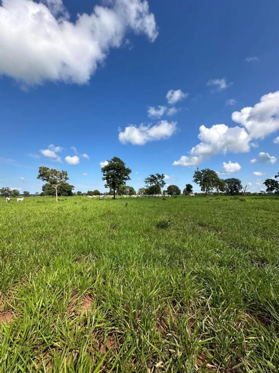 Fazenda para Venda em Camapuã, aeroporto - Foto 5