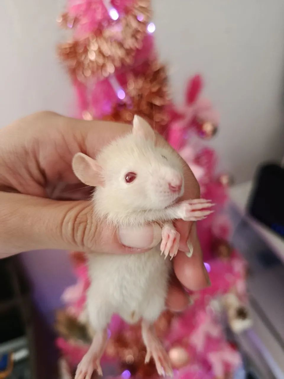 Ratinhos Twister Filhote  - Foto 6