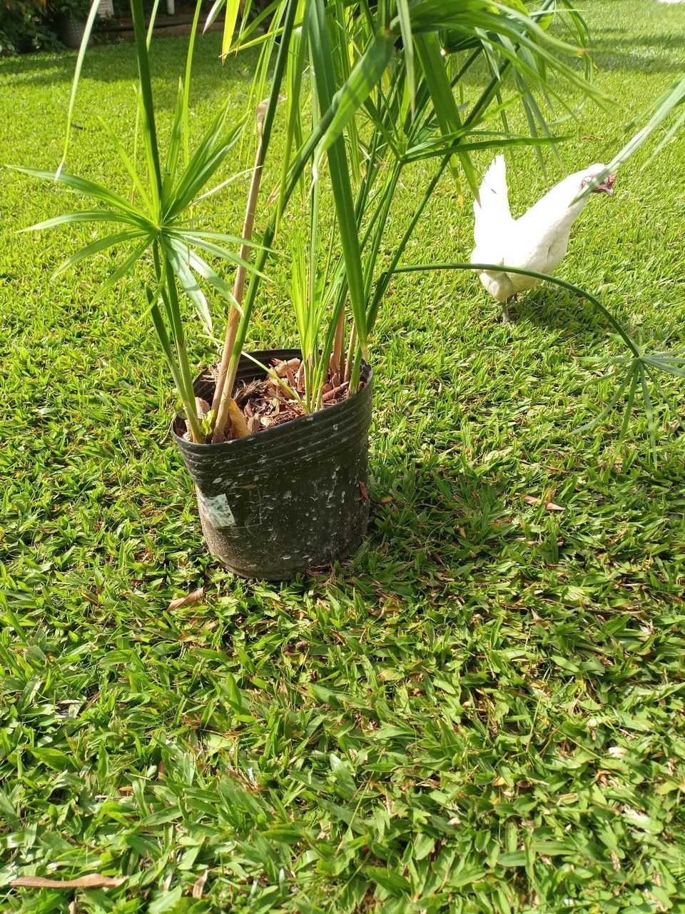 Mini papiros egípcio - Foto 5