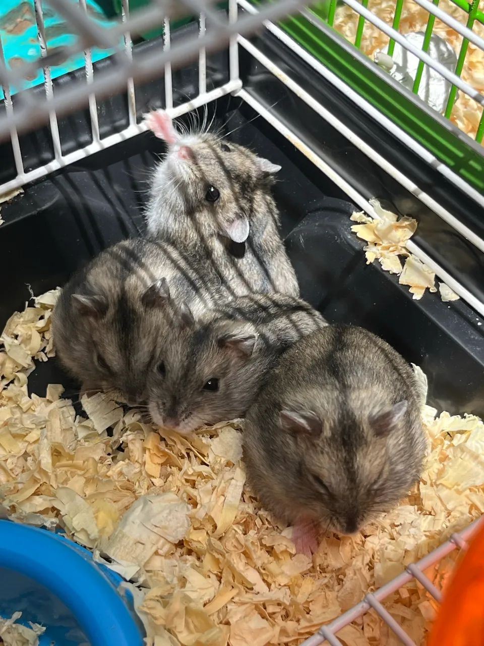 Hamster Anão Russo Filhote 