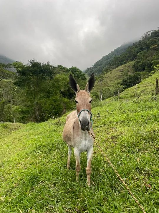 Jumenta pêga, marchadora genuína.  #FÊMEA# - Foto 2