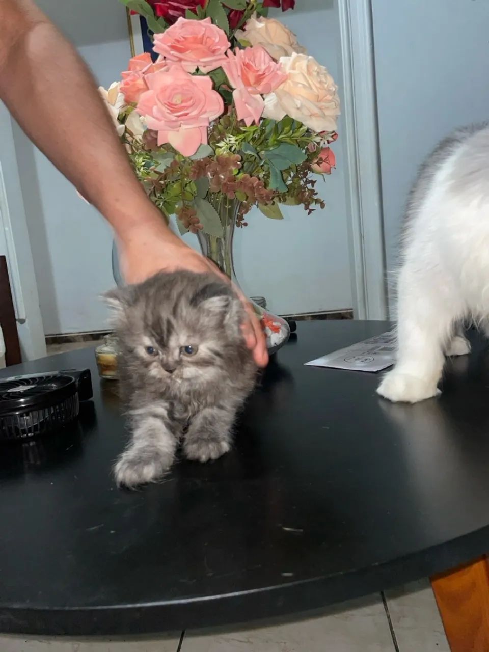 Gatinho Persa com Pelagem Linda - Foto 5