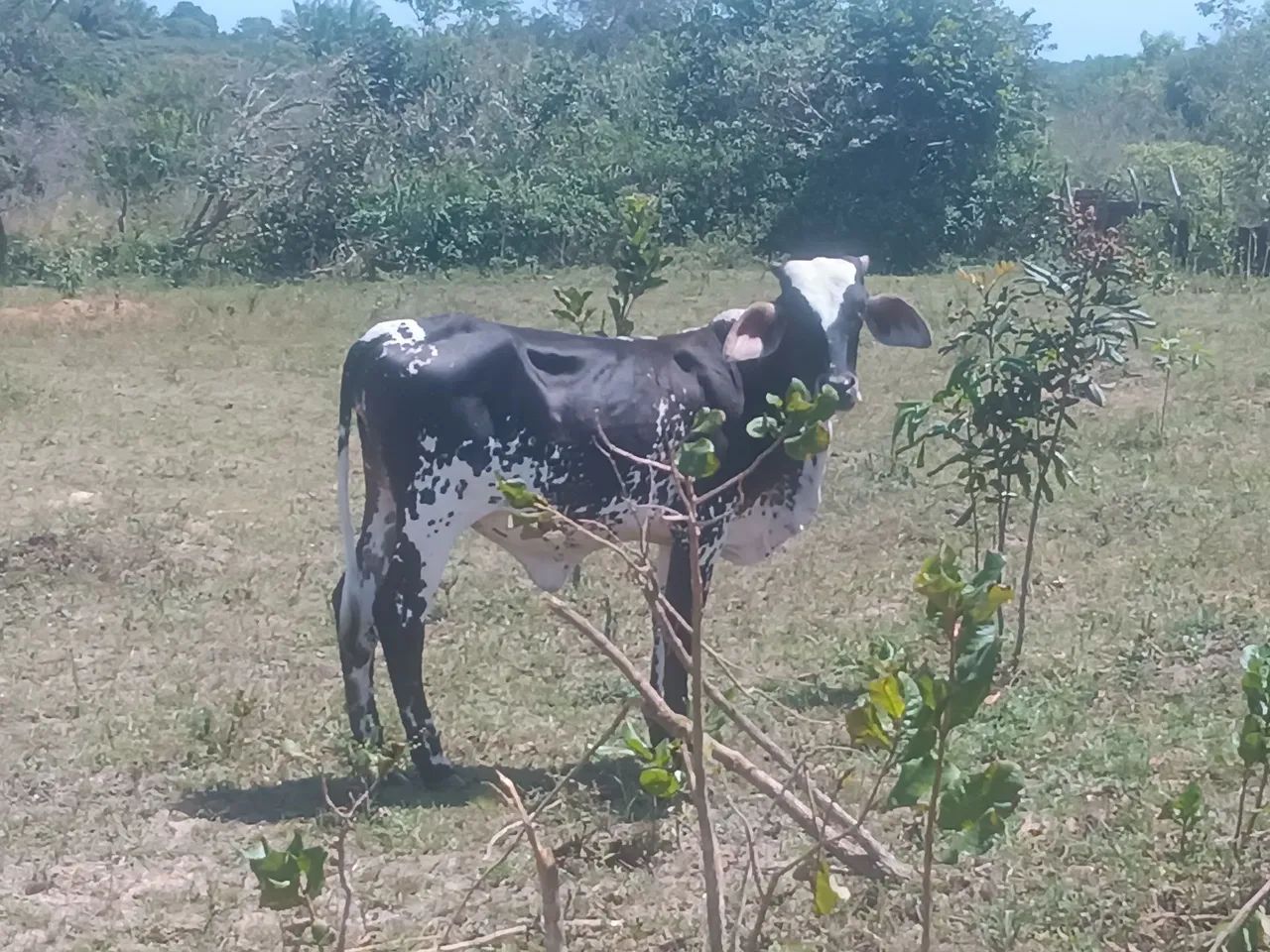Novilha de 2 anos que nunca pariu - Foto 2