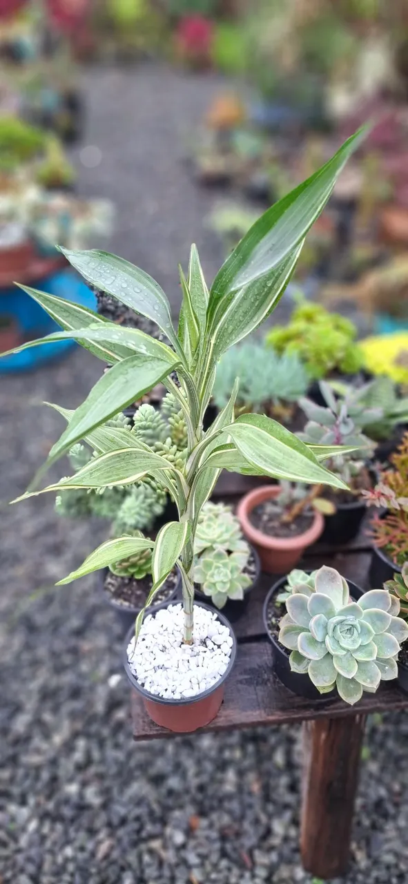 Planta Bambu da Sorte Variegata - Elegância para seu Jardim