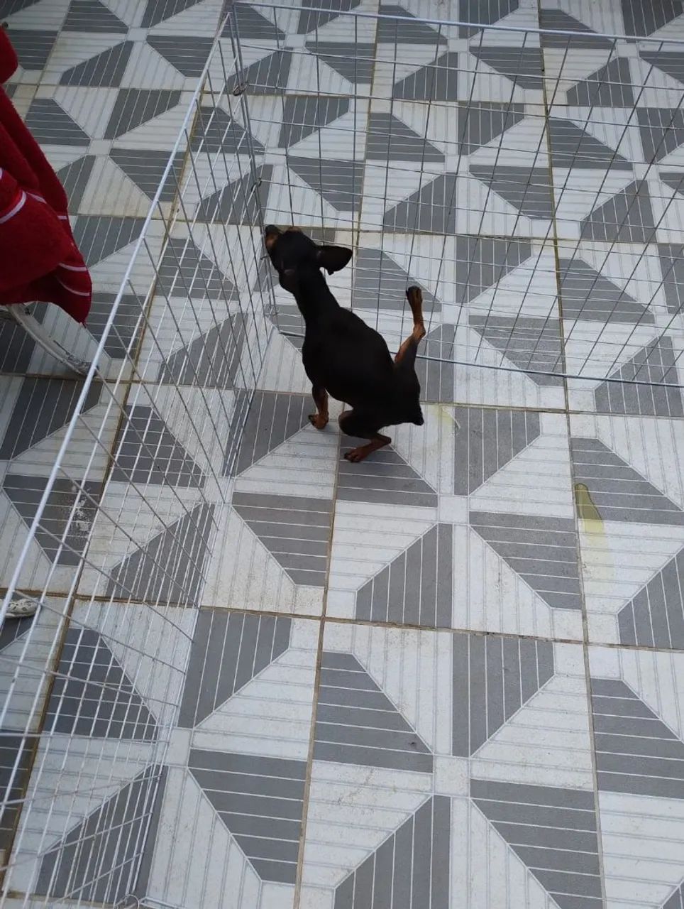 Cãezinhos adultos Macho e Fêmea da Raça Pinscher 