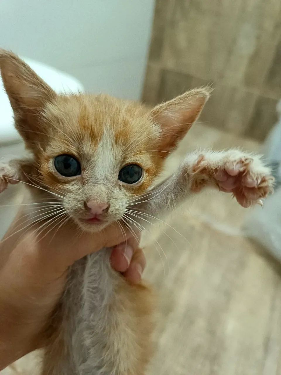 Gatinha laranja para adoção