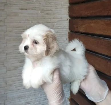 Lhasa Apso Mini Creme e Branco Fêmea - Encantadora, Dócil e Muito Companheira! 