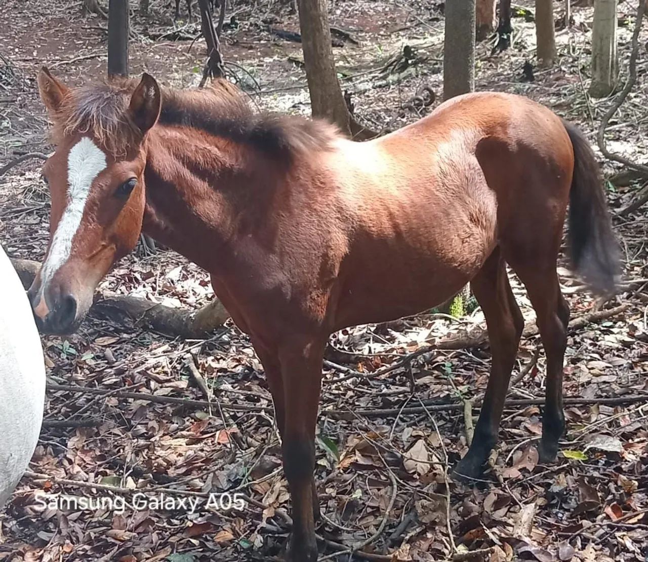 Égua com primeira cria - Foto 2
