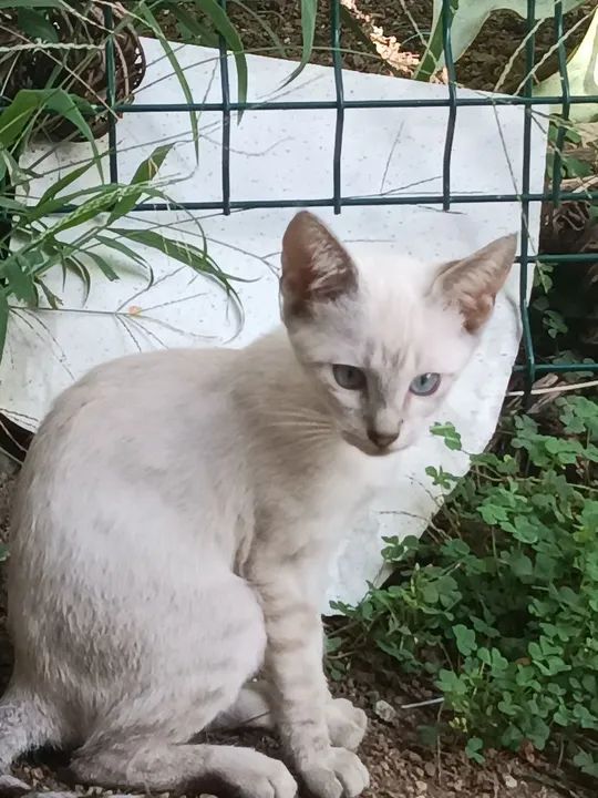 Gatinho branco e cinza disponível para adoção, faça um fofinho feliz ?