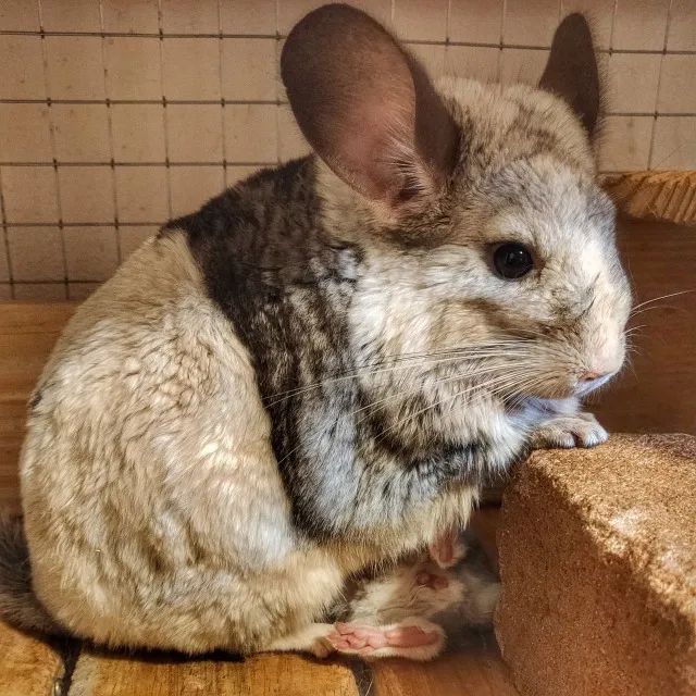 Chinchila - Filhotes - PROMOÇÃO DE VERÃO - Foto 3